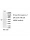 MRM1 Antibody