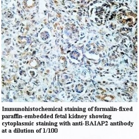 BAIAP2 Antibody