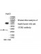 UCK1 Antibody