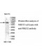 PRKCZ Antibody