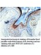 MRFAP1 Antibody