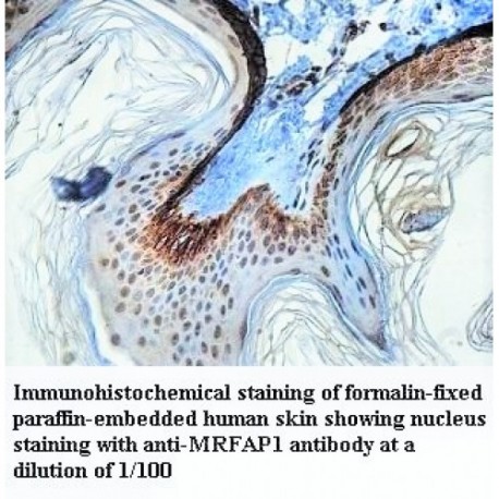 MRFAP1 Antibody
