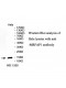 MRFAP1 Antibody