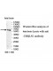 UBQLN1 Antibody