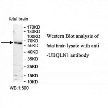 UBQLN1 Antibody