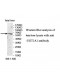 UGT1A1 Antibody