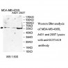 UGT1A10 Antibody