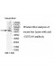 UGT1A9 Antibody