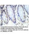 UGT2A3 Antibody