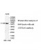 UGT2A3 Antibody