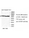 UGT2B7 Antibody