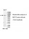 TACC1 Antibody