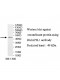 BAIAP2L1 Antibody