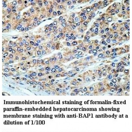 BAP1 Antibody