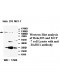 BARD1 Antibody