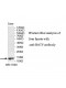 BATF Antibody