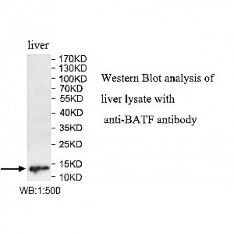 BATF Antibody