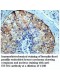 UBTD2 Antibody
