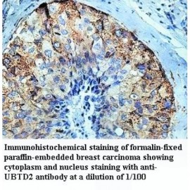 UBTD2 Antibody