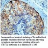 UBTD2 Antibody