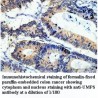 UMPS Antibody