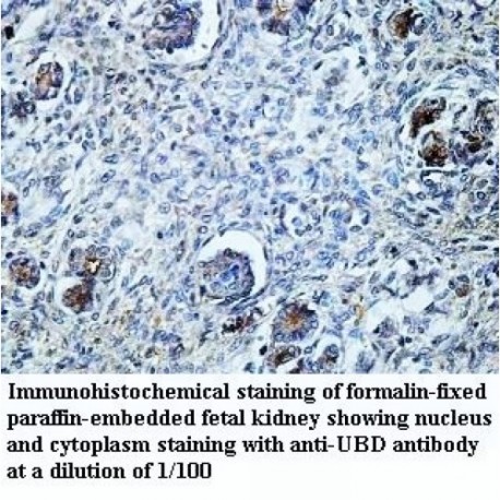 UBD Antibody