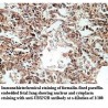 UBXN2B Antibody