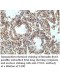 UNKL Antibody