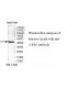 UPB1 Antibody