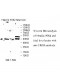 UROD Antibody