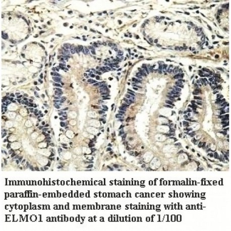 ELMO1 Antibody