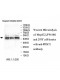 PRMT1 Antibody