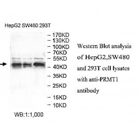 PRMT1 Antibody