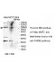 TARS2 Antibody
