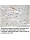 TARSL2 Antibody