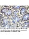 USP30 Antibody