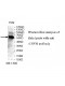 USP30 Antibody
