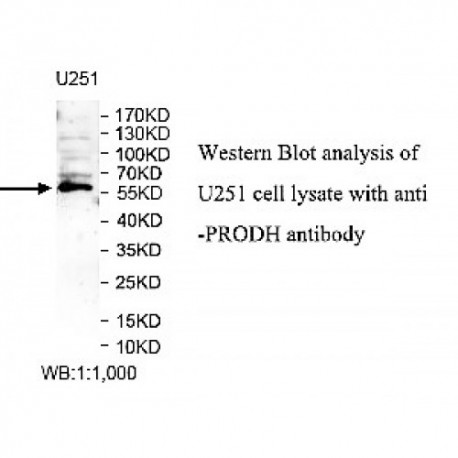 PRODH Antibody