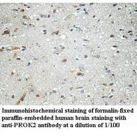 PROK2 Antibody