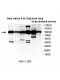 DDX1 Antibody