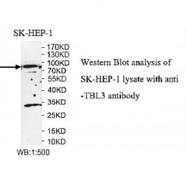 TBL3 Antibody