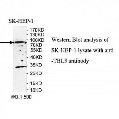 TBL3 Antibody