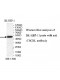 TBCEL Antibody