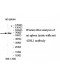 GNL1 Antibody