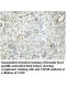 USP48 Antibody
