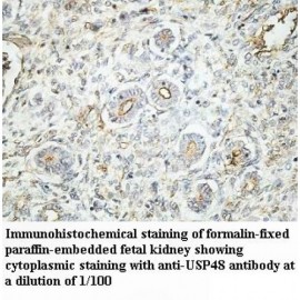 USP48 Antibody