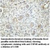 USP48 Antibody