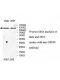 USP48 Antibody