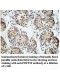 PRPF39Antibody