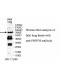 PRPF39Antibody